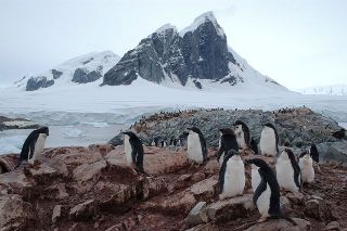 an Adelie penguin colony near Prospect Point