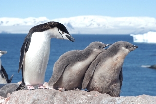 a chinstrap penguin family