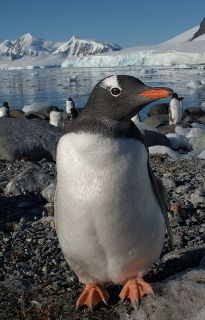 an inquisitive gentoo penguin comes for a closer look