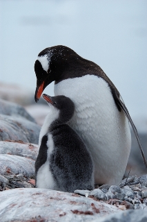 gentoo penguin feeding chick