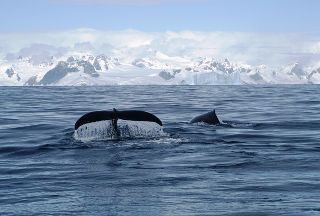 Wandering Albatross amongst icebergs