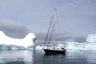 Wandering Albatross amongst icebergs