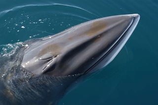 an Antarctic minke whale spyhops next to the boat