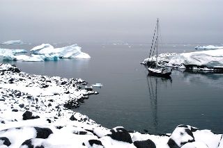 Wandering Albatross in the snow at Flounder Island