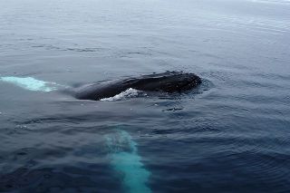 a humpback whale surfaces beside us