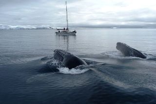 whale watching