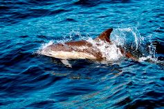 common dolphin
