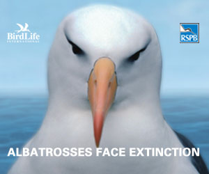 'save the albatross' logo