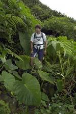 Gary admires the dense vegetation of St Helena's higher slopes