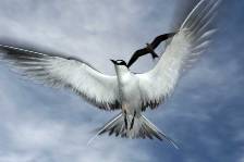 an inquisitive sooty tern hovers overhead