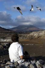 visiting the sooty terns at Wideawake Fairs