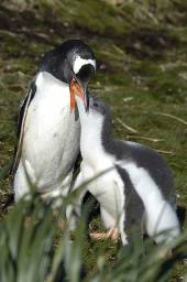 A Gentoo penguin feeding its large chick