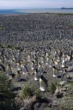 the vast colony of king penguins at Salisbury Plain