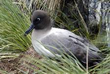 a Light-mantled sooty albatross on the nest