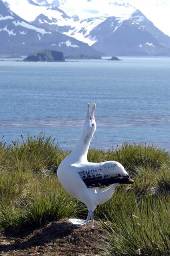 a male Wandering albatross calls to attract a female