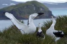 wandering albatross courtship dance