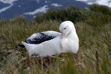 A Wandering Albatross sits on its nest