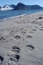 Polar Bear tracks on the beach