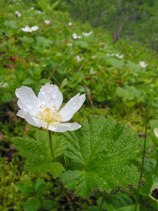 cloudberry heaven