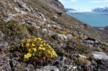 Yellow saxifrage