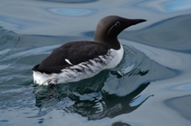 a bridled form of Guilemot