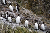 guillemot colony