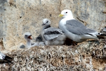 kittiwake with chicks