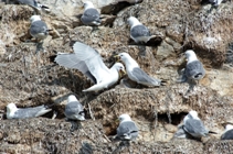 kittiwake colony