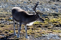 Svalbard reindeer