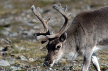 curious reindeer comes for a closer look!