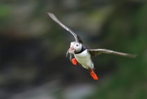 puffin flying in with sandeels
