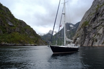 Wandering Albatross in the Trollfjorden