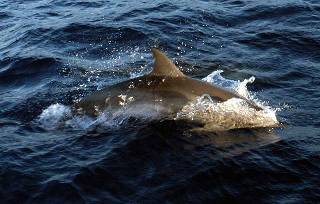 an Atlantic spotted dolphin breaks the surface