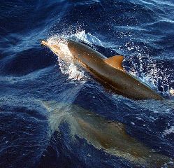 a pair of clymene dolphins