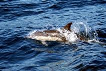 a Short beaked Common Dolphin plays off the bow