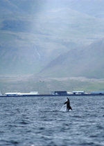 a white-beaked dolphin leaps aerobatically