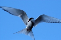 Arctic Tern on the defensive