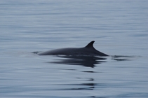 a Minke Whale shows its dorsal fin