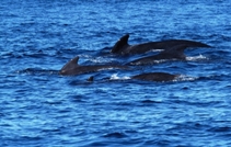 Pilot whales