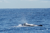 a Sperm Whale blows as it surfaces