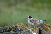 demanding tern chick