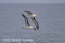 2 black-browed albatrosses flying near the Falkland Islands