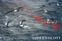 a streamer line deployed from the stern of a fishing vessel scares birds away as the hooks are set